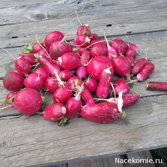 "Живой уголок"