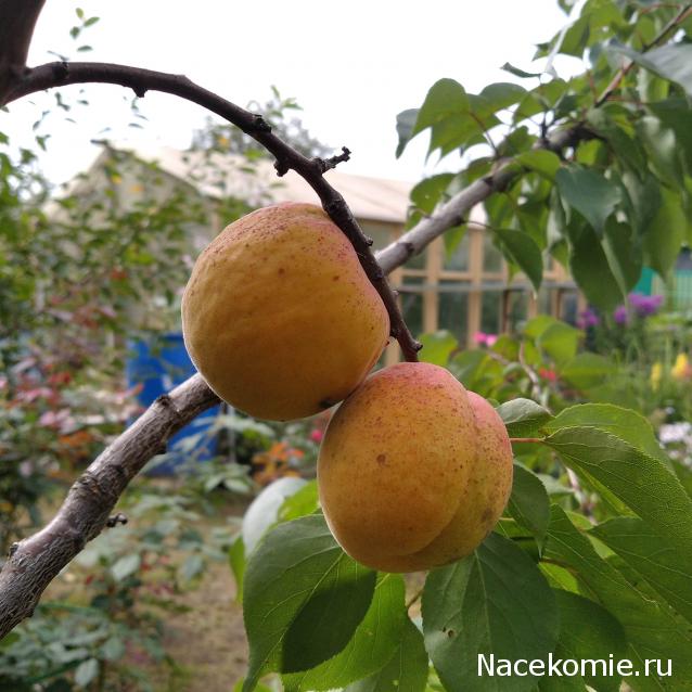 Праздник каждый день - поздравлялка Авторазделов