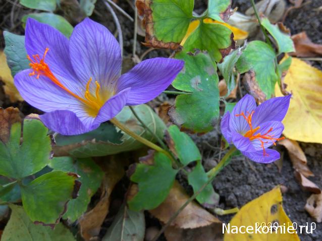 Eva1949 - Дом мечты-души моей воспоминания; 1Abrikoska - Мой гостеприимный дом