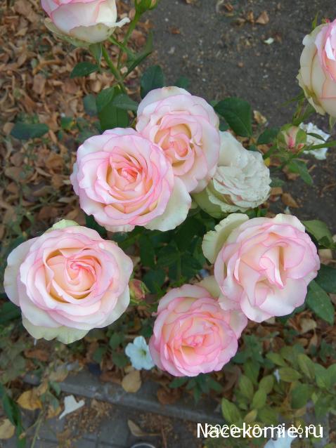 Eva1949 - Дом мечты-души моей воспоминания; 1Abrikoska - Мой гостеприимный дом