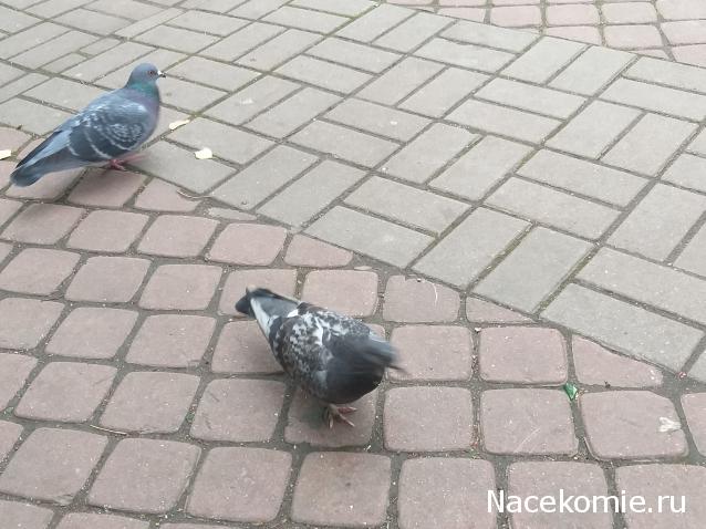 "Живой уголок"