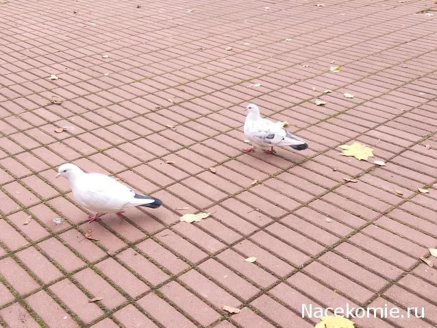 "Живой уголок"