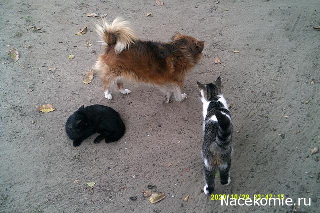 Eva1949 - Дом мечты-души моей воспоминания; 1Abrikoska - Мой гостеприимный дом