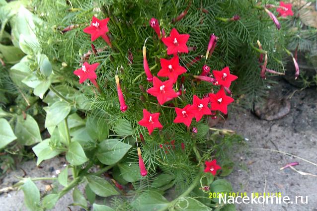 Eva1949 - Дом мечты-души моей воспоминания; 1Abrikoska - Мой гостеприимный дом