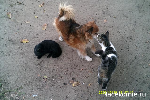 Eva1949 - Дом мечты-души моей воспоминания; 1Abrikoska - Мой гостеприимный дом