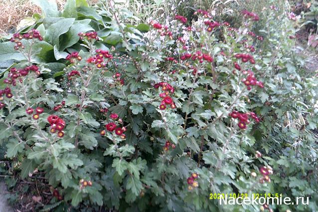 Eva1949 - Дом мечты-души моей воспоминания; 1Abrikoska - Мой гостеприимный дом