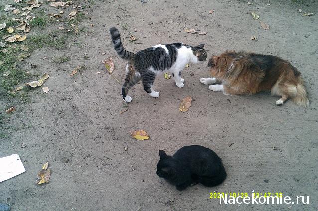 Eva1949 - Дом мечты-души моей воспоминания; 1Abrikoska - Мой гостеприимный дом