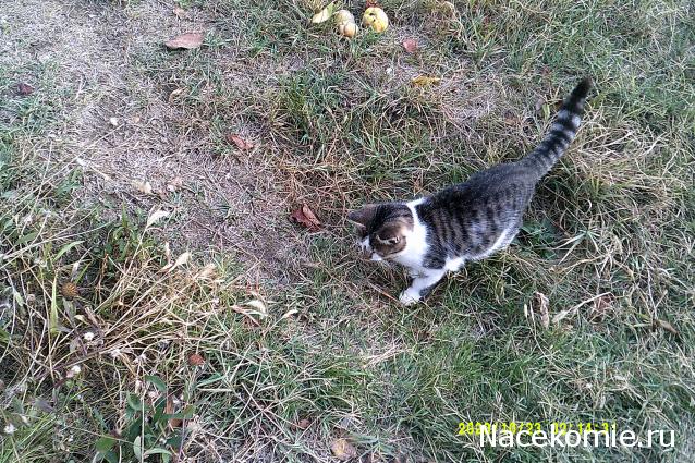 Eva1949 - Дом мечты-души моей воспоминания; 1Abrikoska - Мой гостеприимный дом