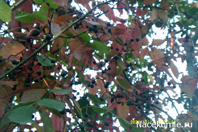 Eva1949 - Дом мечты-души моей воспоминания; 1Abrikoska - Мой гостеприимный дом