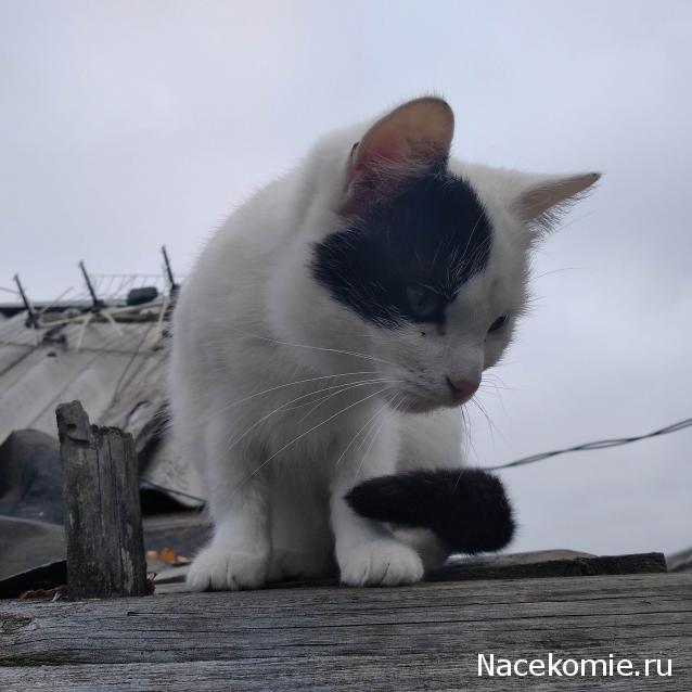 "Живой уголок"