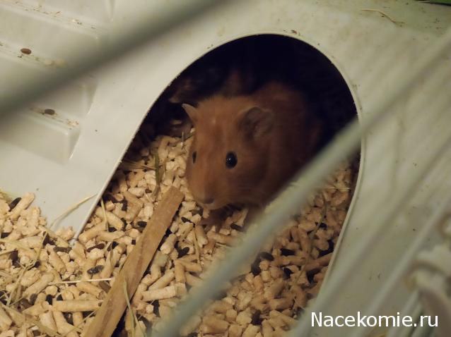 "Живой уголок"