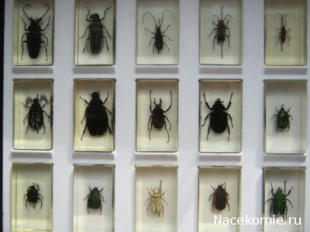 Коллекция Winnetoo