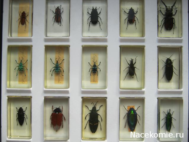 Коллекция Winnetoo