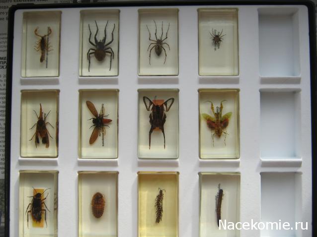 Коллекция Winnetoo