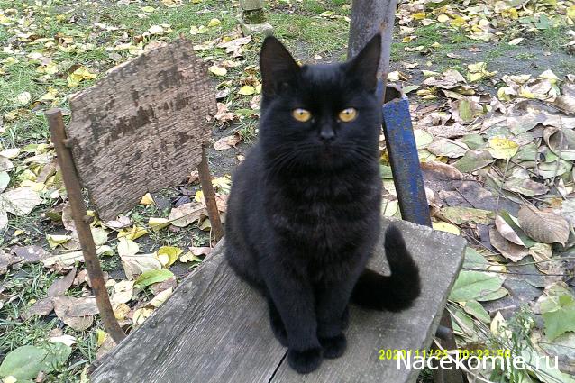 Eva1949 - Дом мечты-души моей воспоминания; 1Abrikoska - Мой гостеприимный дом