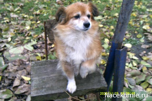 Eva1949 - Дом мечты-души моей воспоминания; 1Abrikoska - Мой гостеприимный дом