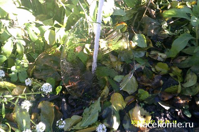 Eva1949 - Дом мечты-души моей воспоминания; 1Abrikoska - Мой гостеприимный дом