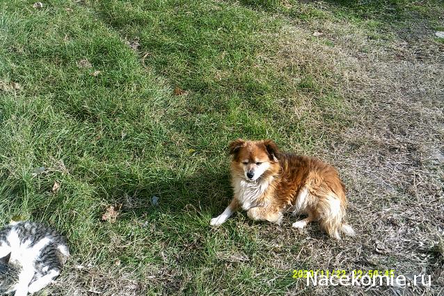 Eva1949 - Дом мечты-души моей воспоминания; 1Abrikoska - Мой гостеприимный дом