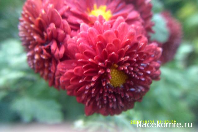 Eva1949 - Дом мечты-души моей воспоминания; 1Abrikoska - Мой гостеприимный дом