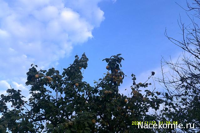 Eva1949 - Дом мечты-души моей воспоминания; 1Abrikoska - Мой гостеприимный дом