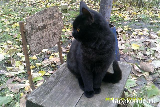 Eva1949 - Дом мечты-души моей воспоминания; 1Abrikoska - Мой гостеприимный дом