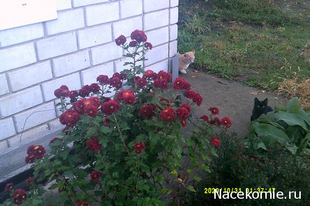 Eva1949 - Дом мечты-души моей воспоминания; 1Abrikoska - Мой гостеприимный дом