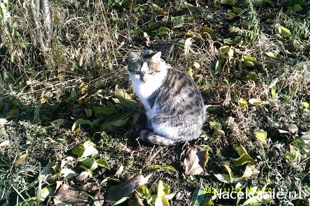 Eva1949 - Дом мечты-души моей воспоминания; 1Abrikoska - Мой гостеприимный дом