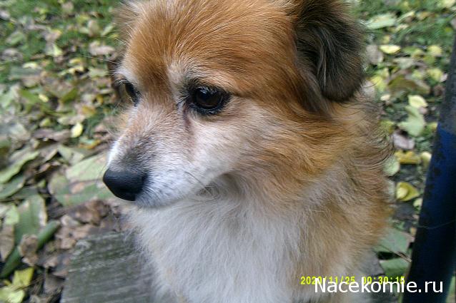 Eva1949 - Дом мечты-души моей воспоминания; 1Abrikoska - Мой гостеприимный дом