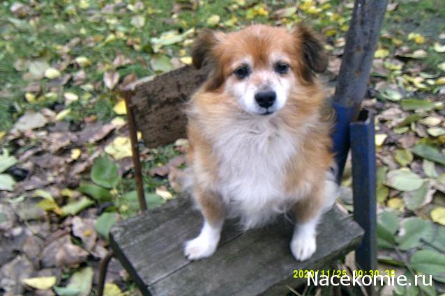 Eva1949 - Дом мечты-души моей воспоминания; 1Abrikoska - Мой гостеприимный дом