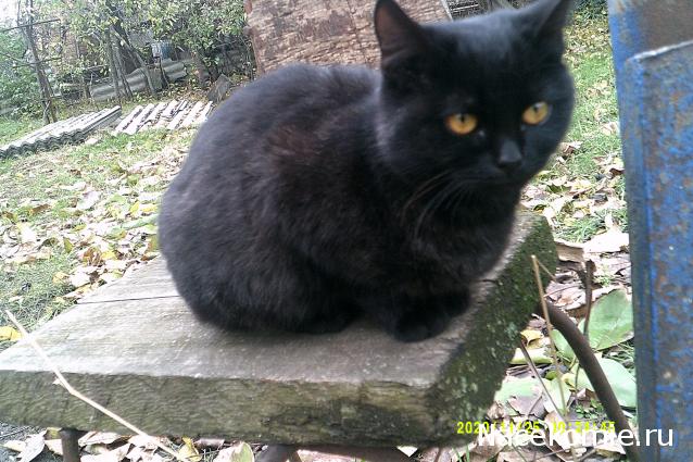 Eva1949 - Дом мечты-души моей воспоминания; 1Abrikoska - Мой гостеприимный дом