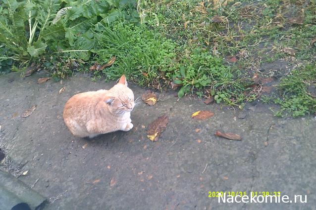 Eva1949 - Дом мечты-души моей воспоминания; 1Abrikoska - Мой гостеприимный дом