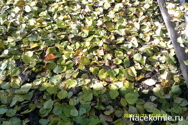 Eva1949 - Дом мечты-души моей воспоминания; 1Abrikoska - Мой гостеприимный дом