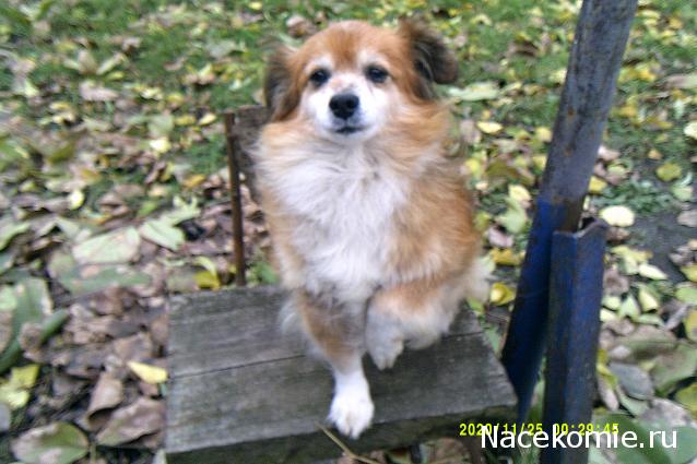 Eva1949 - Дом мечты-души моей воспоминания; 1Abrikoska - Мой гостеприимный дом