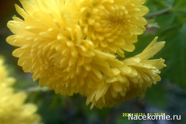 Eva1949 - Дом мечты-души моей воспоминания; 1Abrikoska - Мой гостеприимный дом