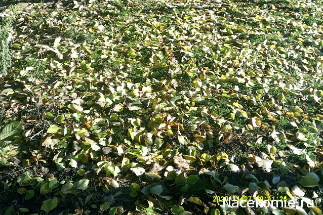 Eva1949 - Дом мечты-души моей воспоминания; 1Abrikoska - Мой гостеприимный дом