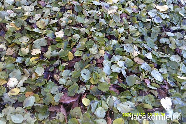 Eva1949 - Дом мечты-души моей воспоминания; 1Abrikoska - Мой гостеприимный дом