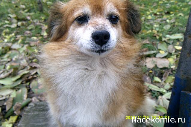 Eva1949 - Дом мечты-души моей воспоминания; 1Abrikoska - Мой гостеприимный дом