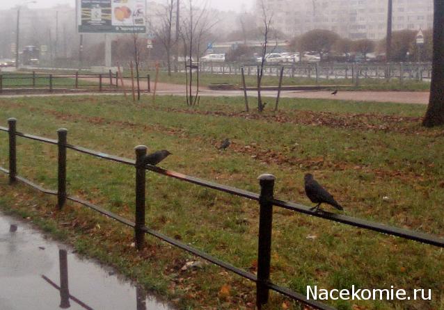 "Живой уголок"