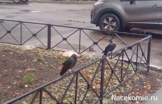 "Живой уголок"