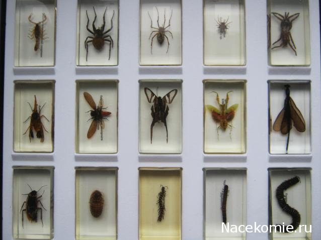 Коллекция Winnetoo