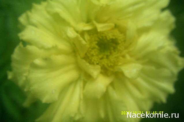 Наши Дни Рождения