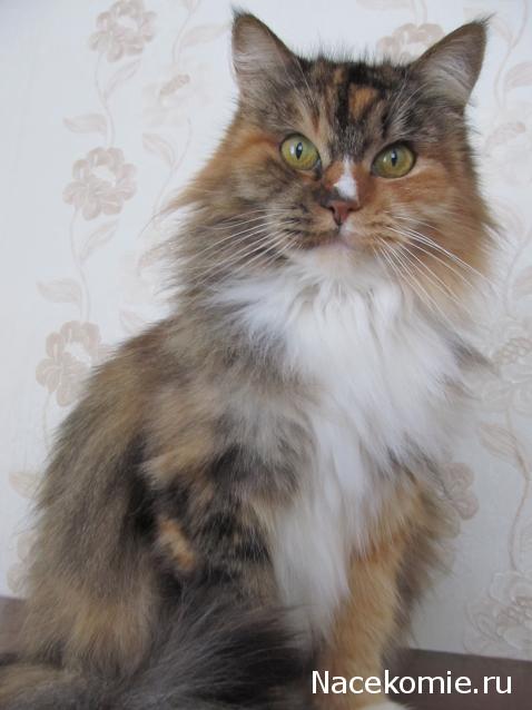 Margaritka