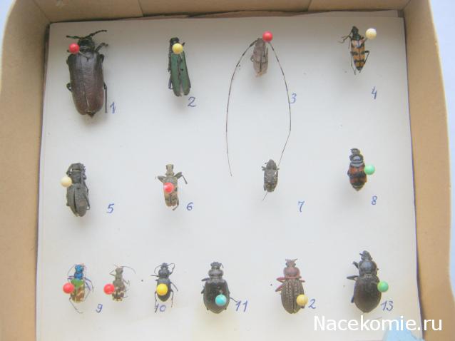 Коллекция Winnetoo