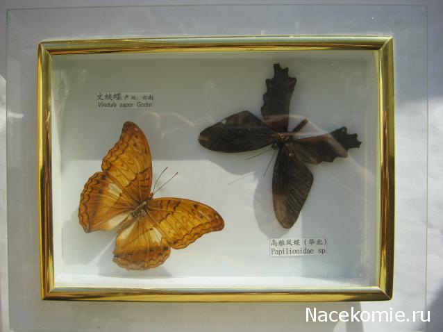 Коллекция Winnetoo