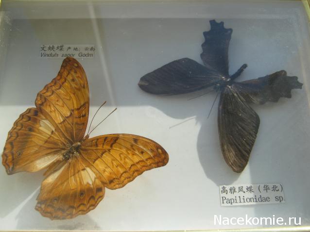 Коллекция Winnetoo