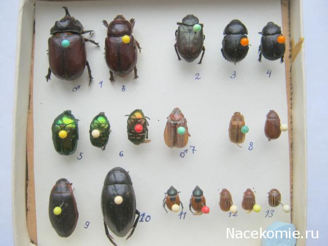 Коллекция Winnetoo