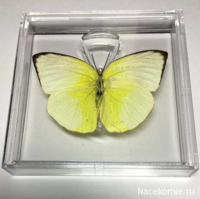 Удивительные Бабочки №4 - Катопсилия Помона