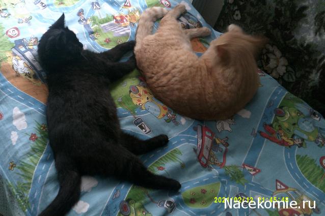 Eva1949 - Дом мечты-души моей воспоминания; 1Abrikoska - Мой гостеприимный дом