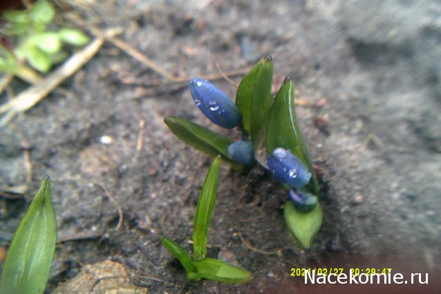 Eva1949 - Дом мечты-души моей воспоминания; 1Abrikoska - Мой гостеприимный дом