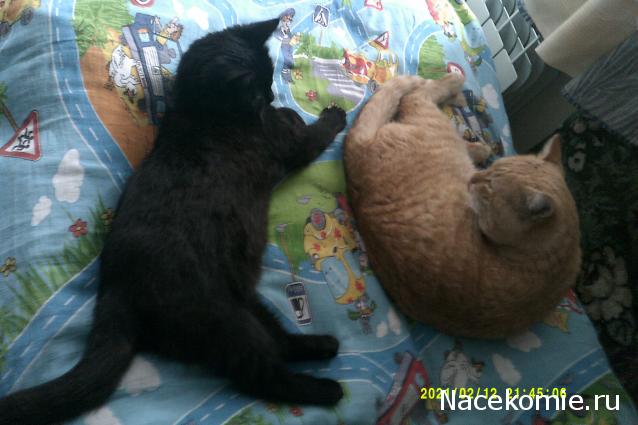 Eva1949 - Дом мечты-души моей воспоминания; 1Abrikoska - Мой гостеприимный дом